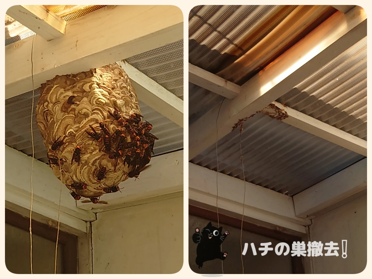 ハチの巣駆除事例