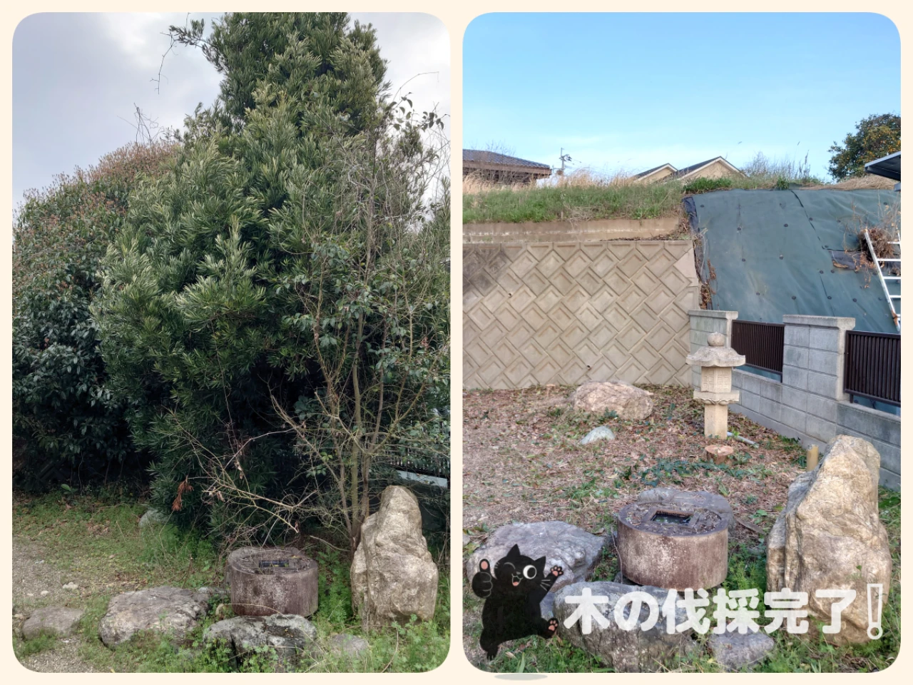 荒尾市の伐採事例